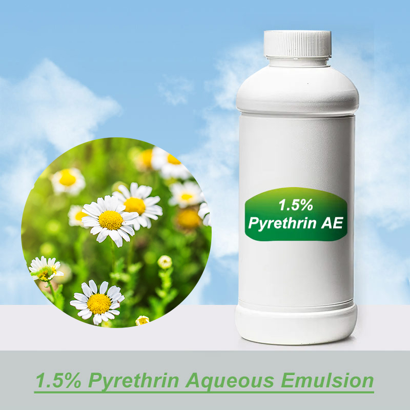 Pyrethrum Extract
